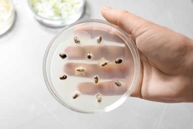 Scientist holding Petri dish with wheat grains on light background, top view. Germination and energy analysis