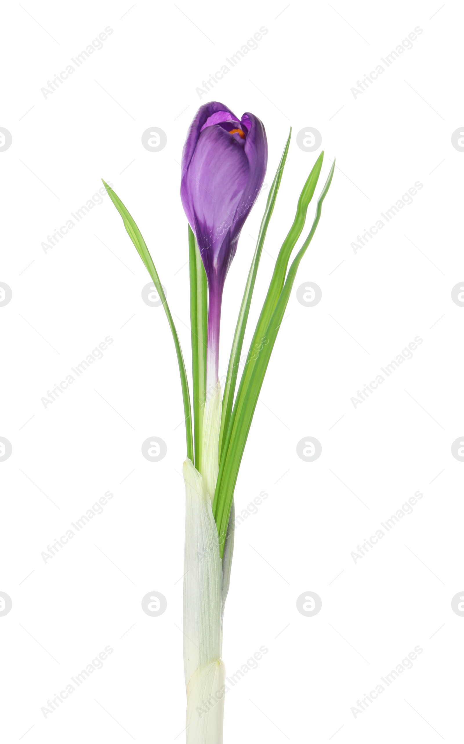 Photo of Beautiful purple crocus flower isolated on white. Spring season