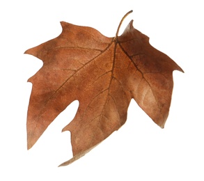 Beautiful autumn leaf on white background. Fall foliage