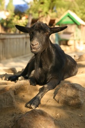 Photo of Beautiful black goat in yard. Farm animal