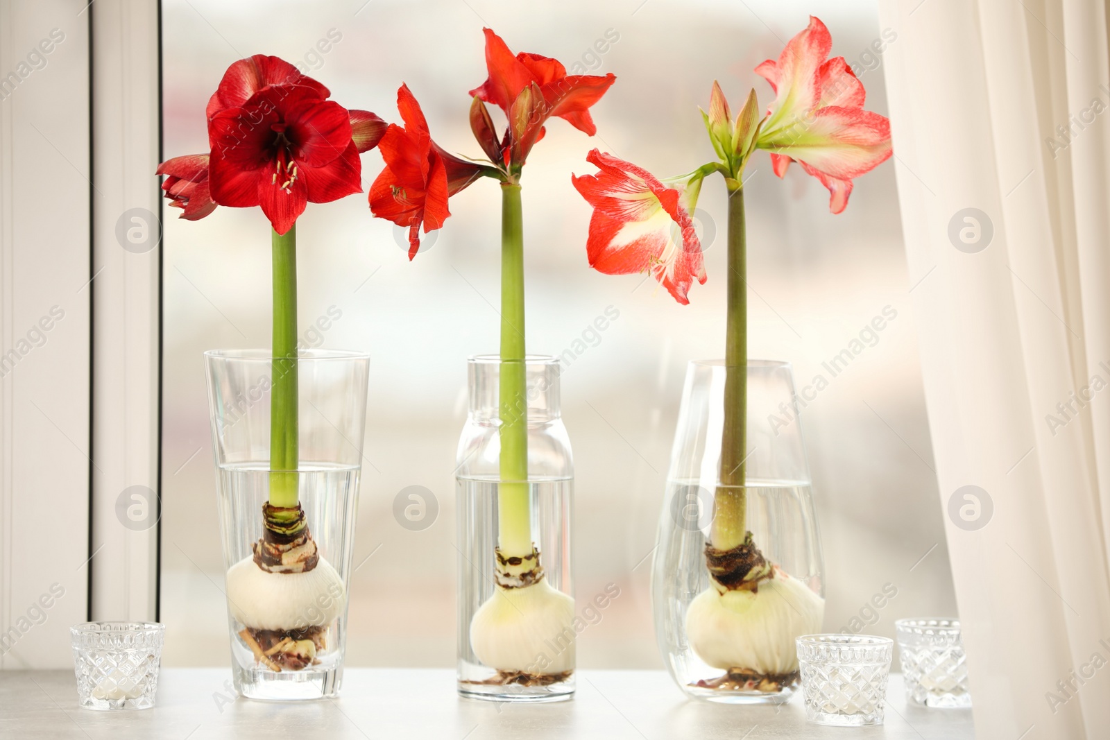 Photo of Beautiful red amaryllis flowers on window sill