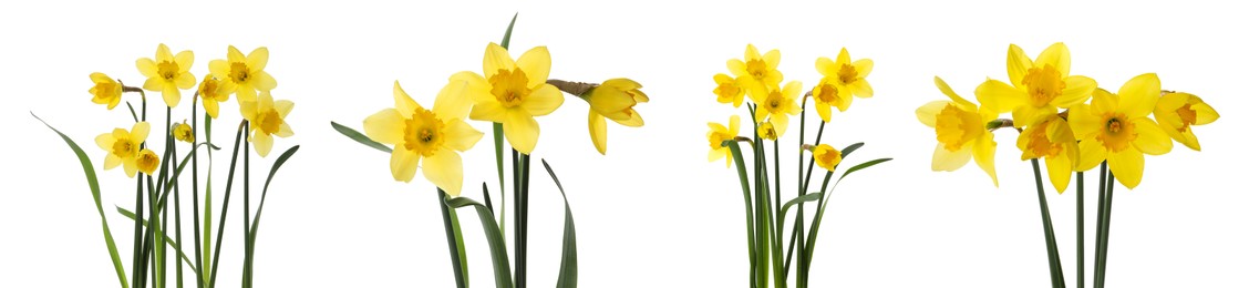 Image of Set with beautiful yellow daffodils on white background. Banner design