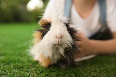 Photo of Little child with guinea pig on green grass outdoors, closeup. Lovely pet