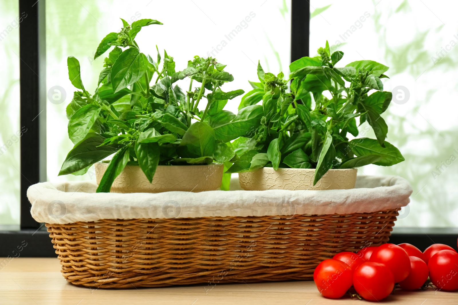 Photo of Green basil plants and tomatoes on window sill indoors