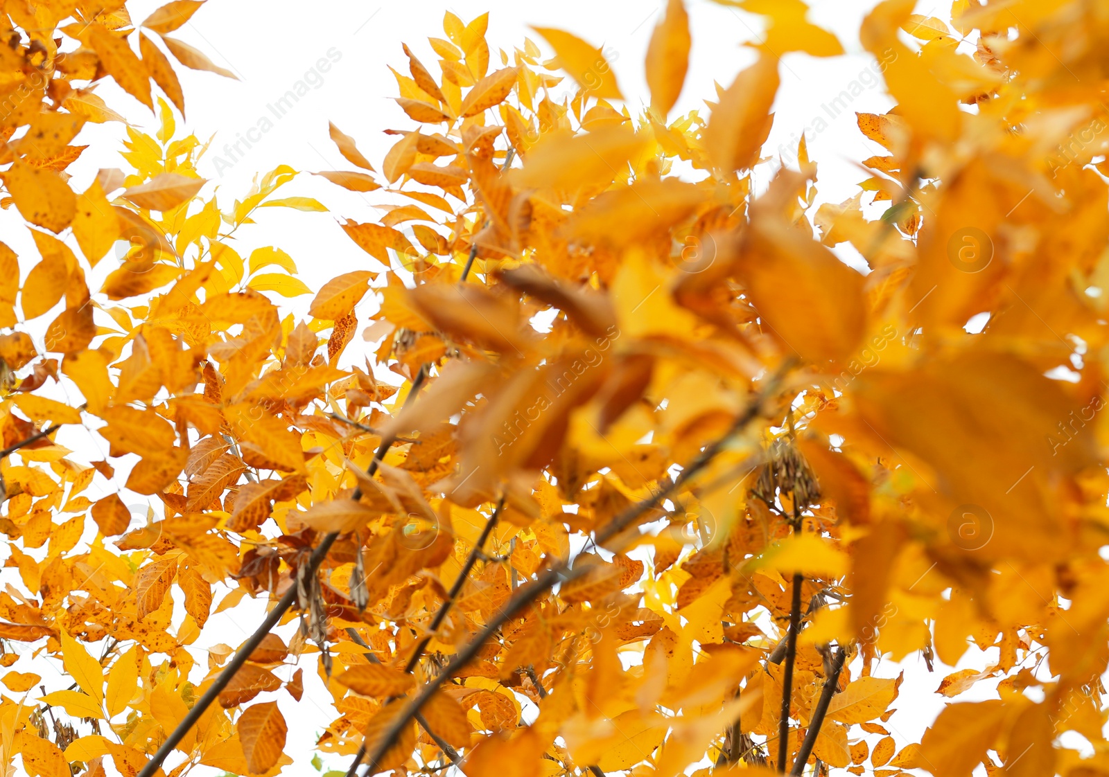 Photo of Tree with bright leaves outdoors on autumn day