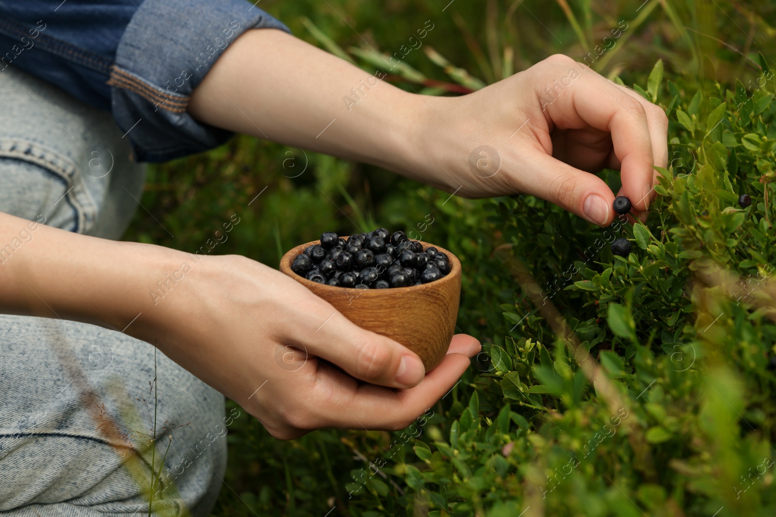 Photo of Woman picking up bilberries in forest, closeup