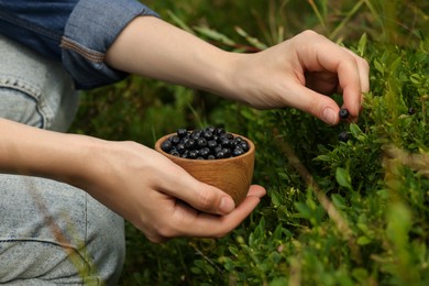 Woman picking up bilberries in forest, closeup
