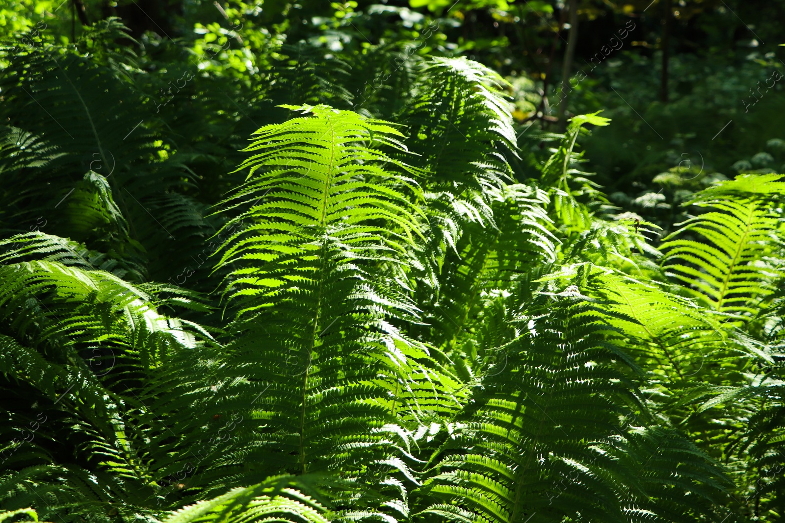 Photo of Beautiful fern with lush green leaves growing outdoors