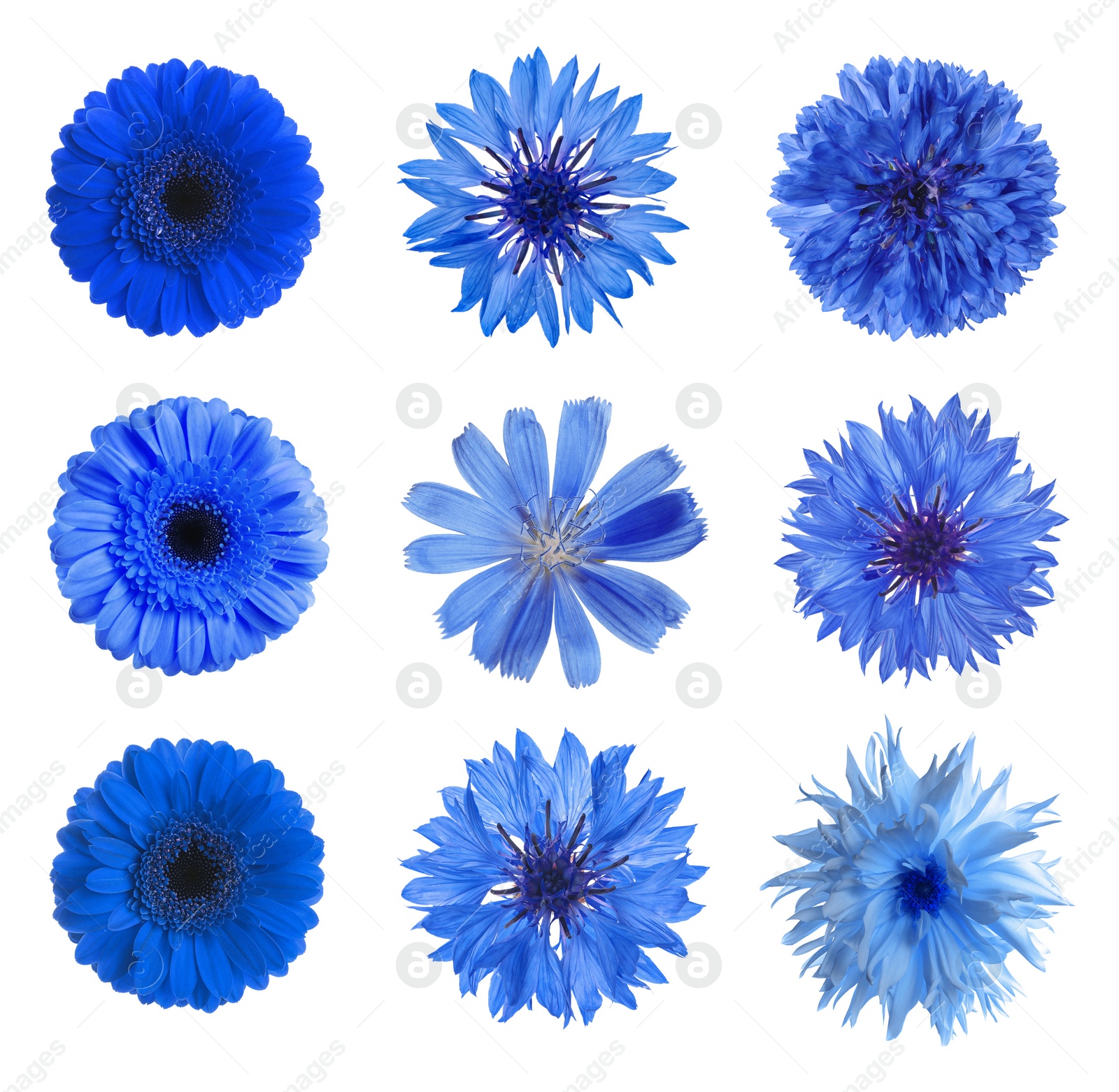 Image of Set with different beautiful blue flowers on white background