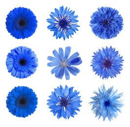 Image of Set with different beautiful blue flowers on white background