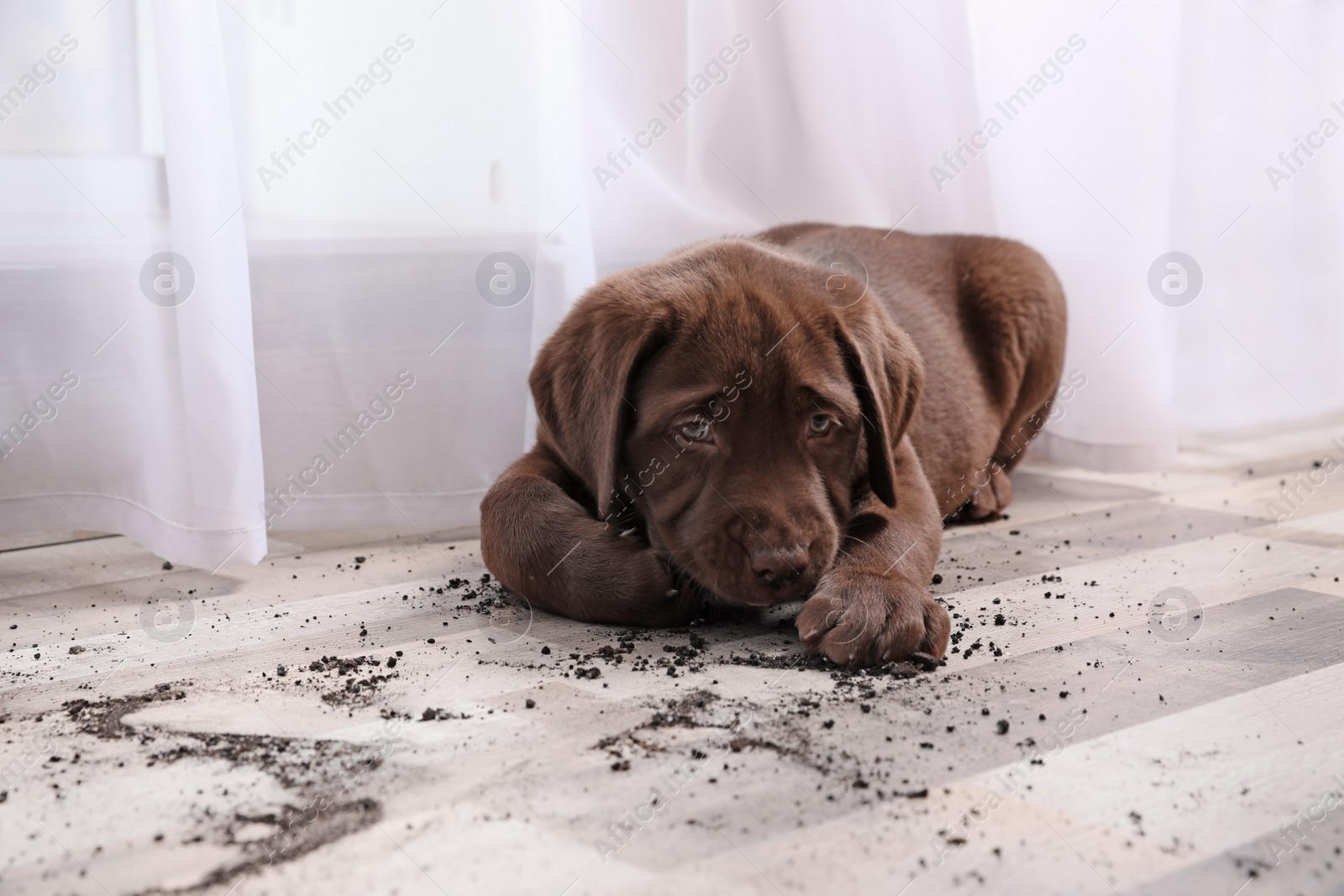 Photo of Chocolate Labrador Retriever puppy and dirt on floor indoors