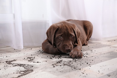 Photo of Chocolate Labrador Retriever puppy and dirt on floor indoors