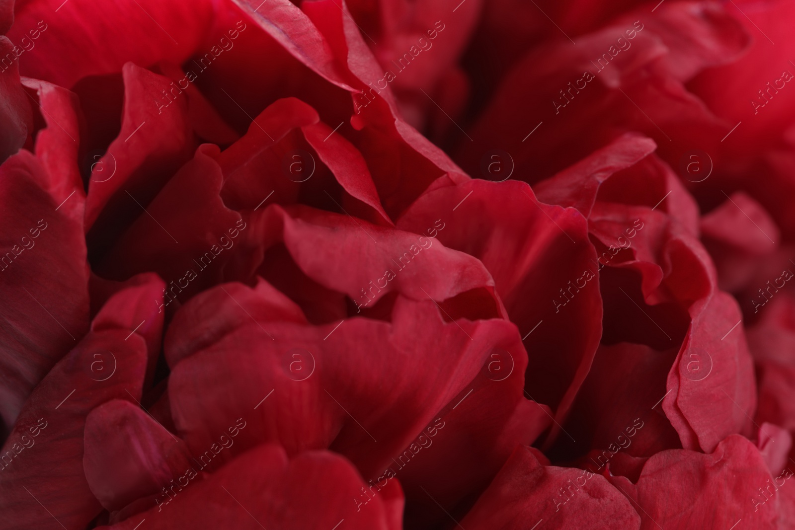 Photo of Beautiful red peony as background, closeup view