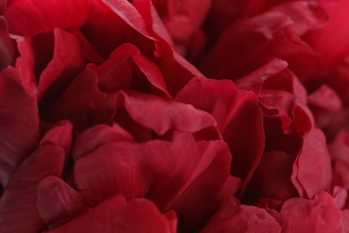 Photo of Beautiful red peony as background, closeup view