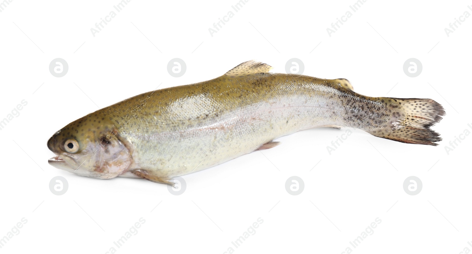 Photo of Raw cutthroat trout fish isolated on white