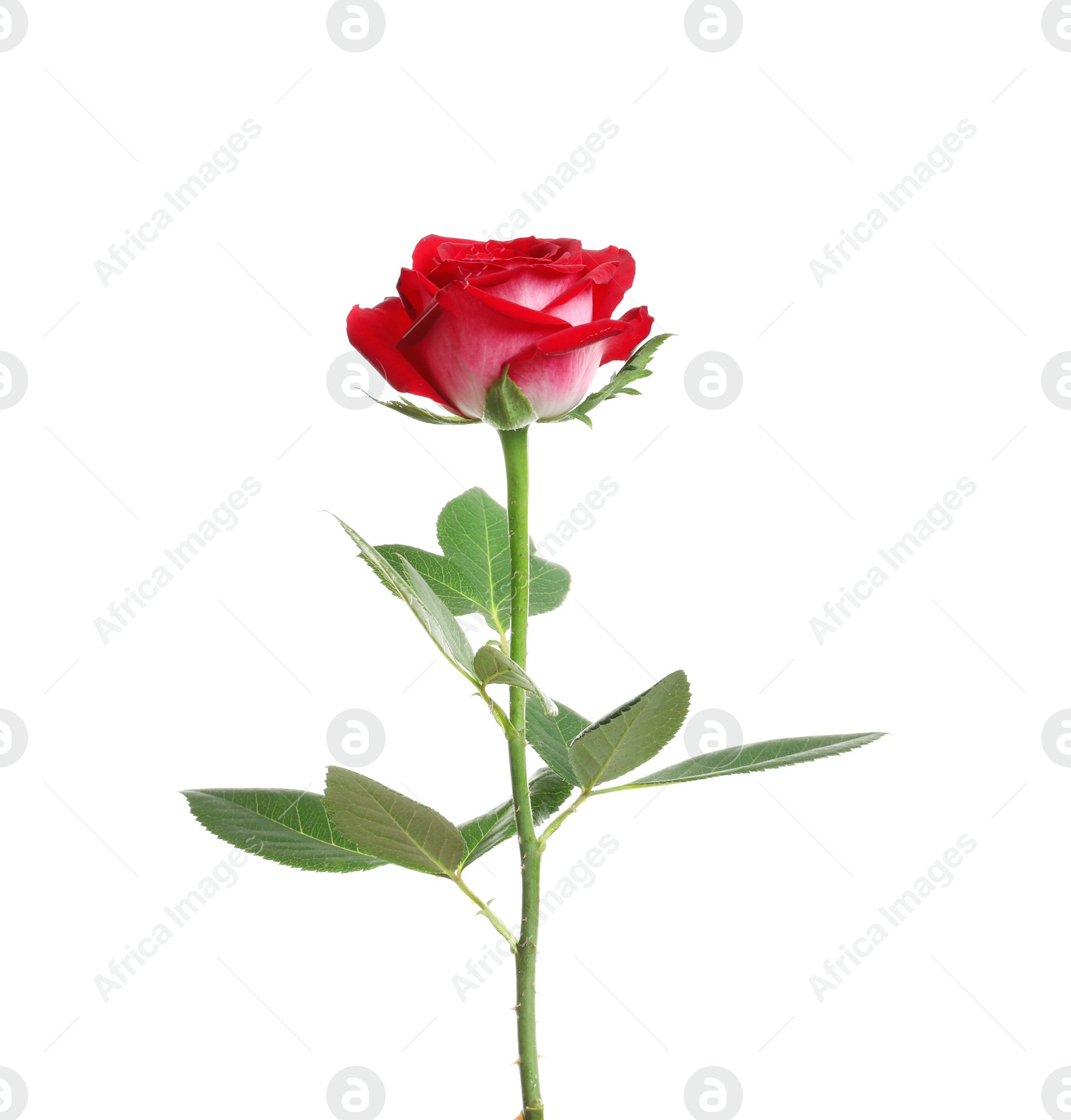 Photo of Red long stem rose on white background