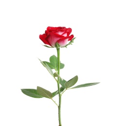 Photo of Red long stem rose on white background