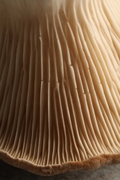 Photo of Fresh oyster mushroom on light table, macro view