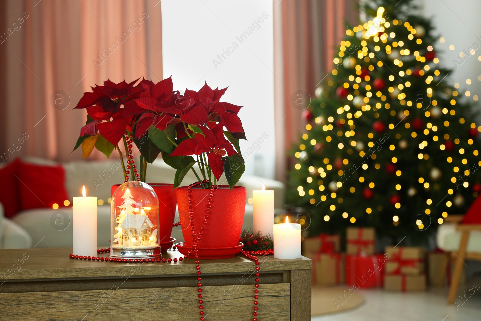 Photo of Potted poinsettias, burning candles and festive decor on wooden table in room, space for text. Christmas traditional flower