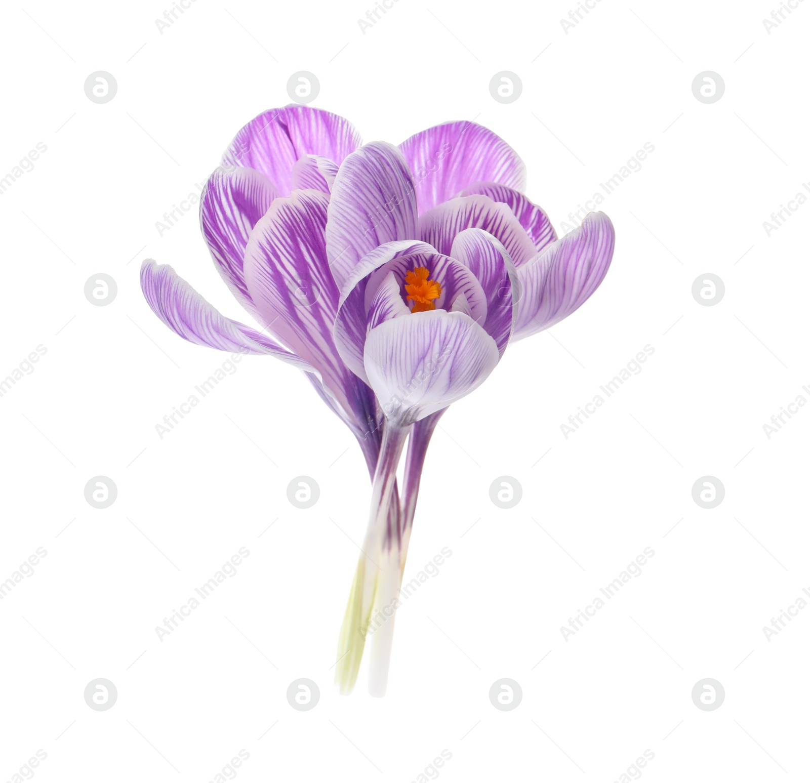 Photo of Beautiful fresh crocus flowers on white background