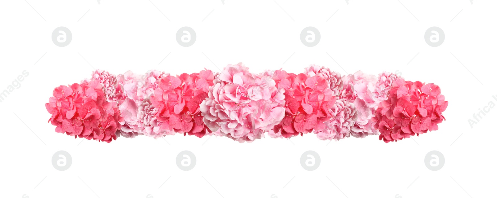 Image of Delicate beautiful hortensia flowers on white background, top view. Banner design