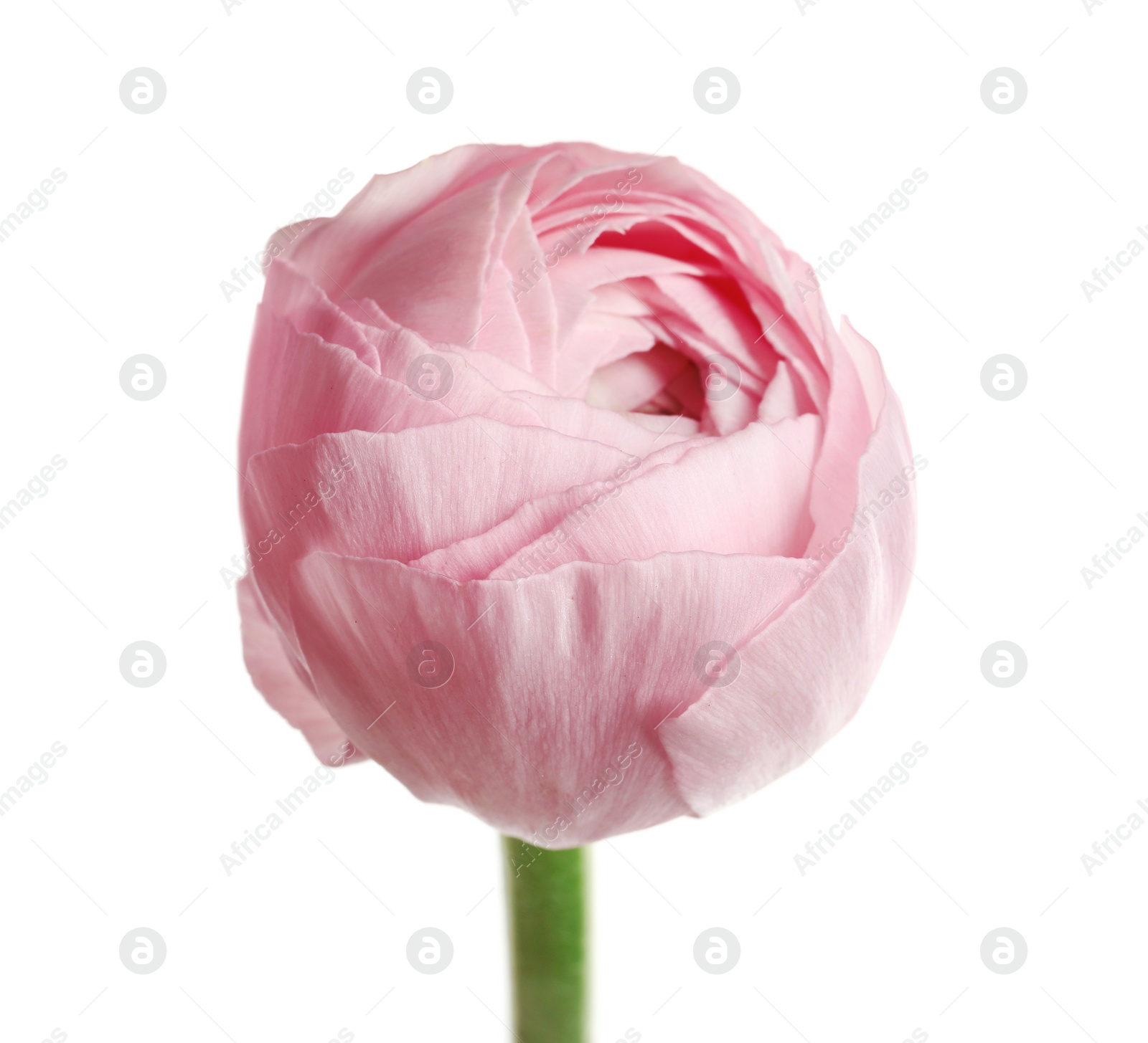 Photo of Beautiful ranunculus flower on white background