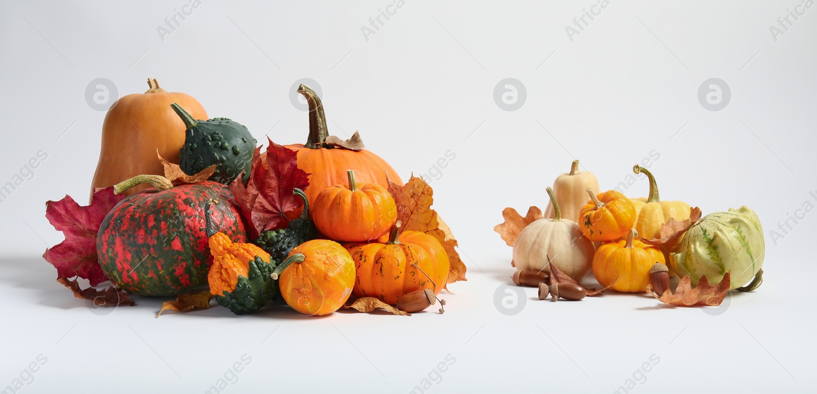 Photo of Happy Thanksgiving day. Beautiful composition with pumpkins on white background