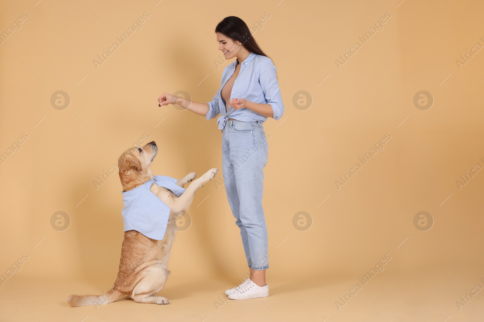 Photo of Happy woman playing with cute Labrador Retriever against beige background. Space for text
