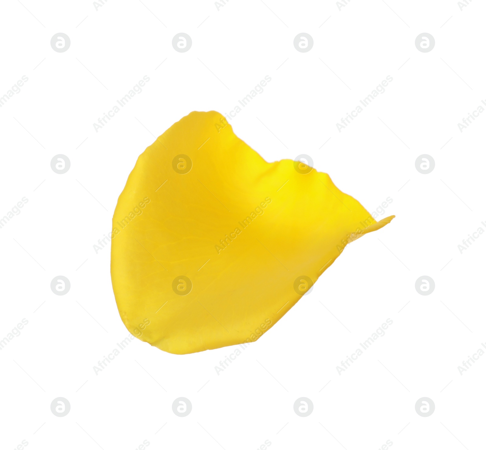 Photo of Beautiful yellow rose petal isolated on white