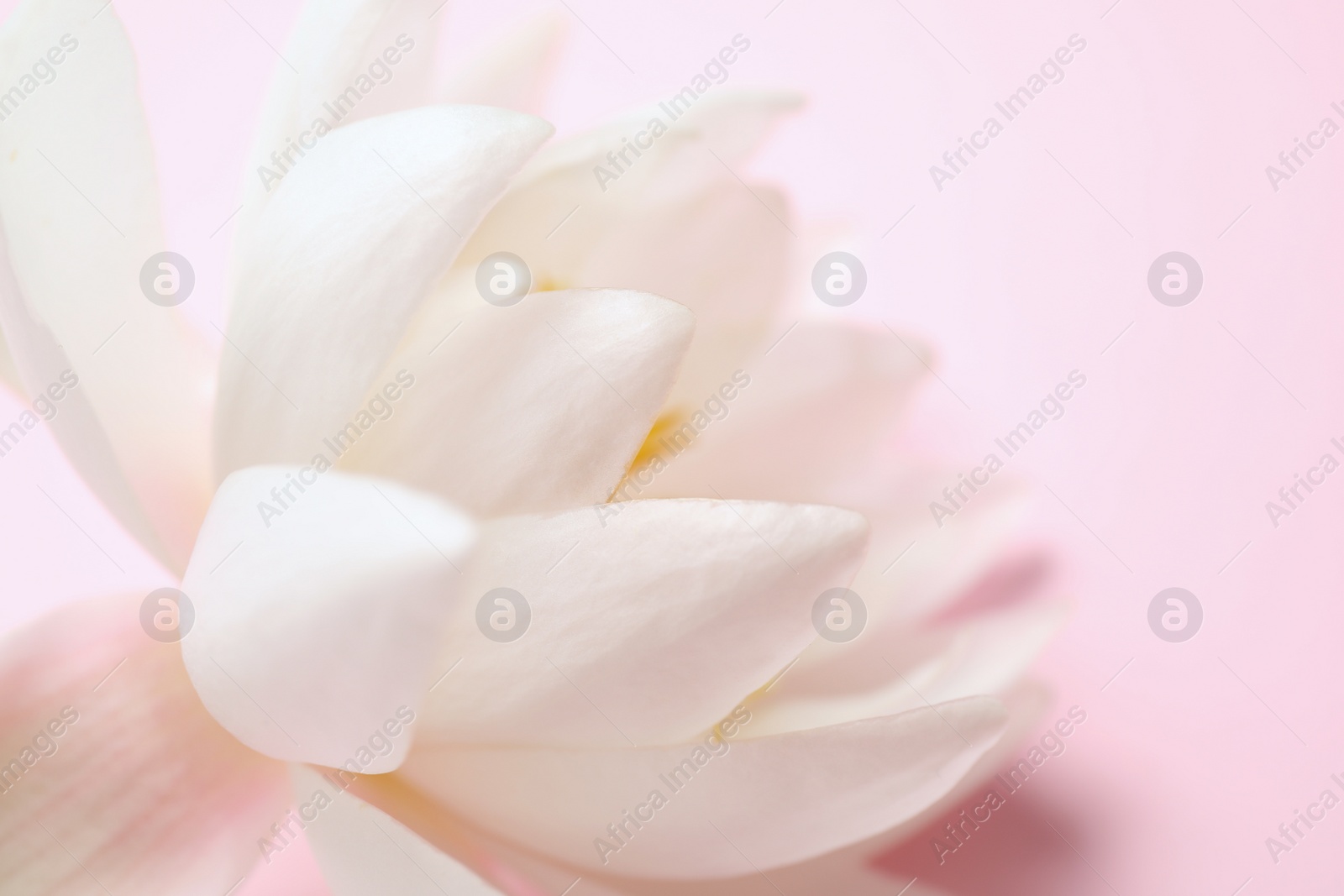 Photo of Beautiful white lotus flower on light pink background, closeup