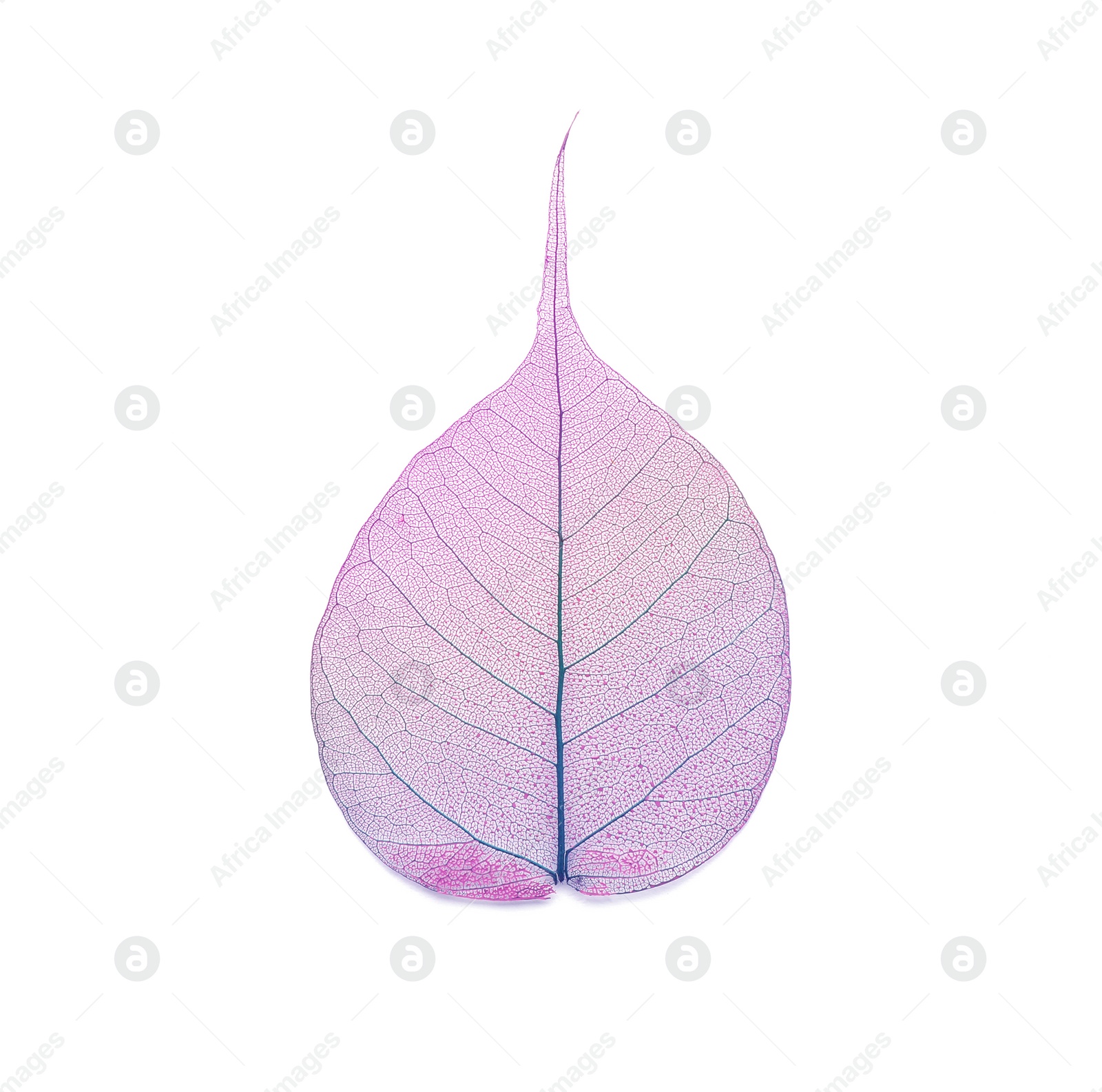 Photo of Beautiful decorative skeleton leaf on white background