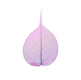 Photo of Beautiful decorative skeleton leaf on white background