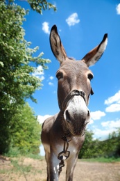 Cute funny donkey outdoors on sunny day. Beautiful pet