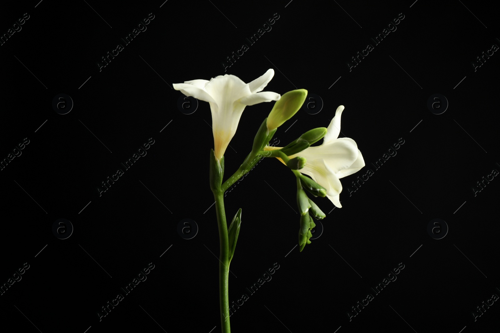 Photo of Beautiful white freesia flowers on black background