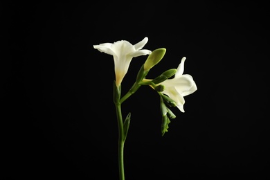 Photo of Beautiful white freesia flowers on black background