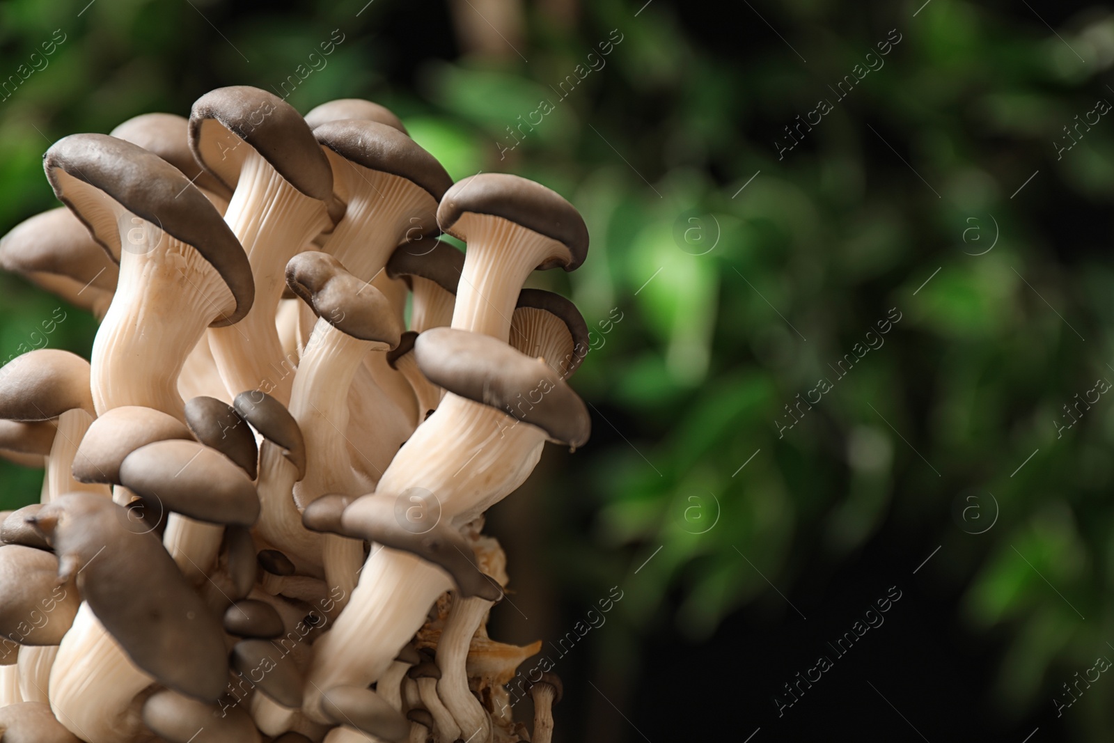 Photo of Fresh wild mushrooms on blurred green background, space for text