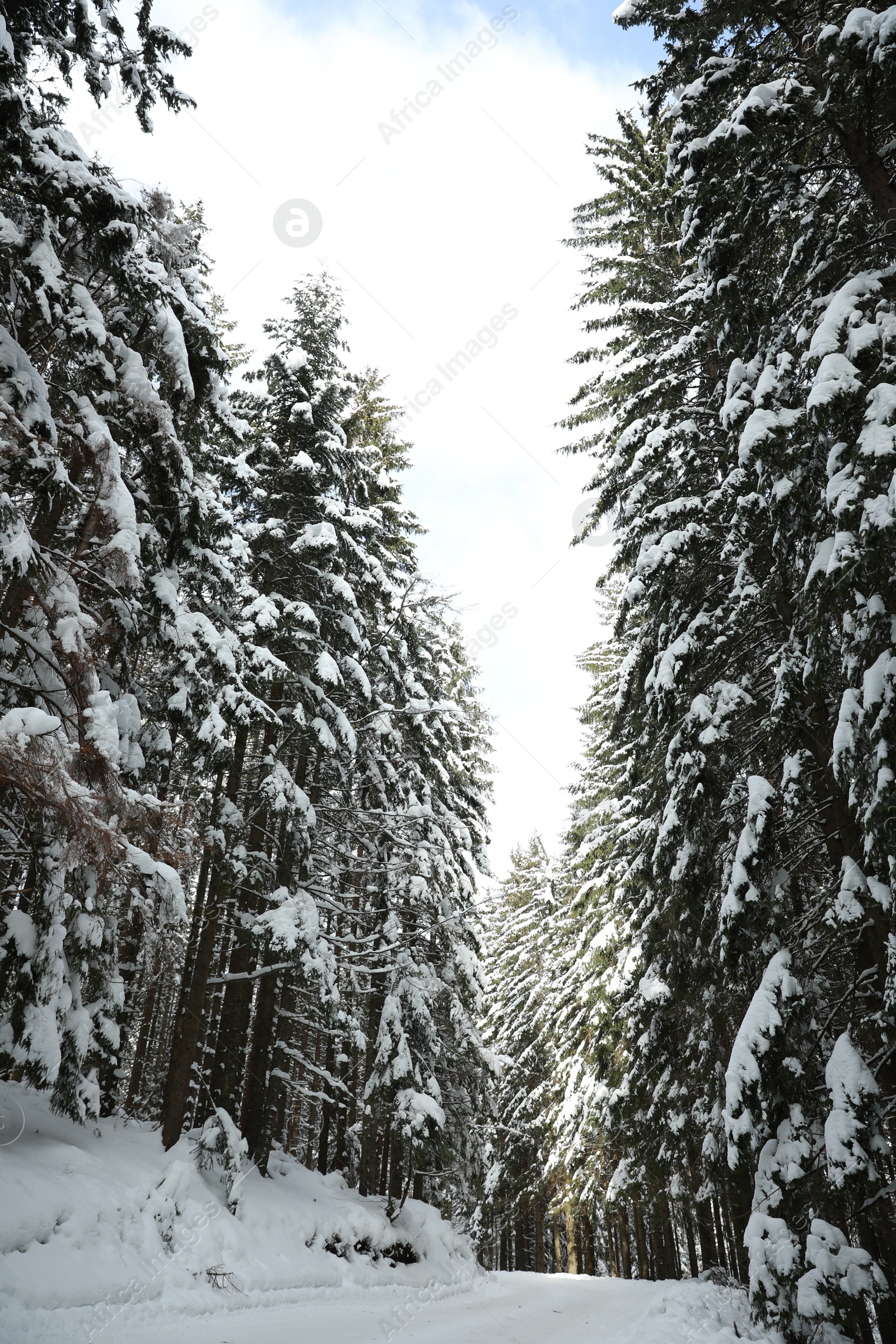 Photo of Picturesque view of snowy coniferous forest on winter day