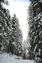 Photo of Picturesque view of snowy coniferous forest on winter day