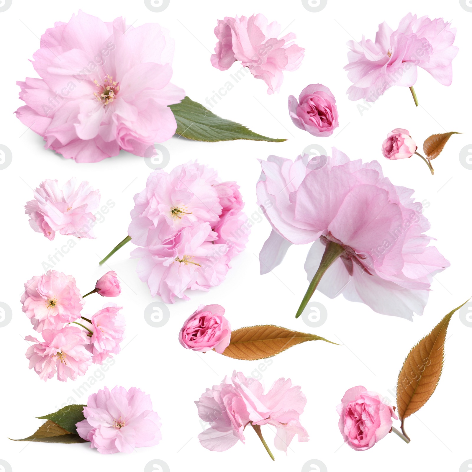 Image of Set of beautiful sakura blossoms on white background. Spring season