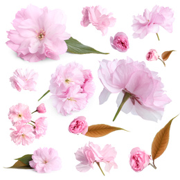 Set of beautiful sakura blossoms on white background. Spring season