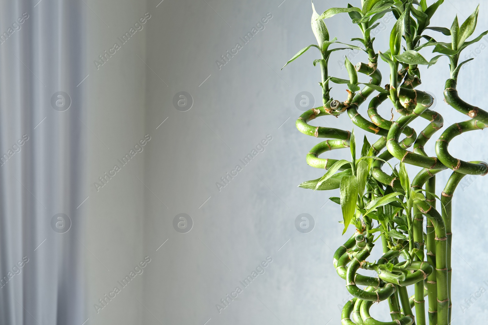 Photo of Green bamboo plant on blurred background. Space for text