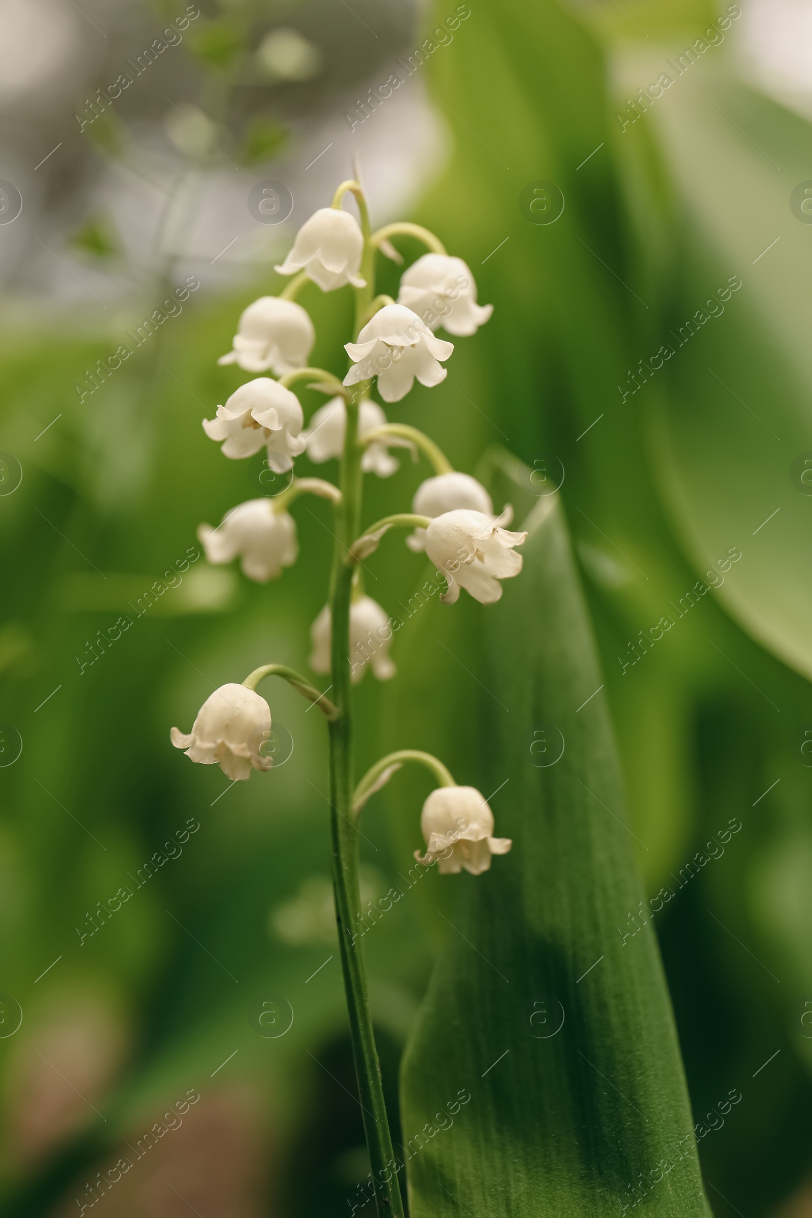 Photo of Beautiful lily of the valley flower growing in garden, closeup