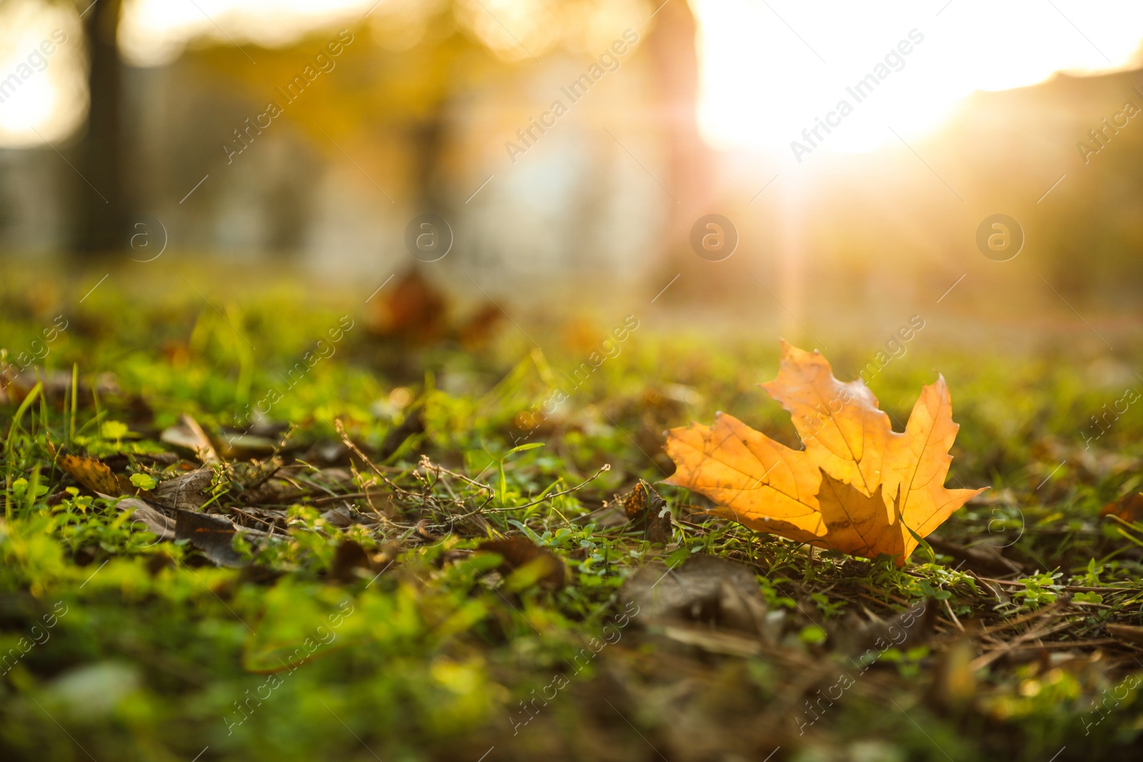 Photo of Autumn leaf on green grass in park. Bokeh effect