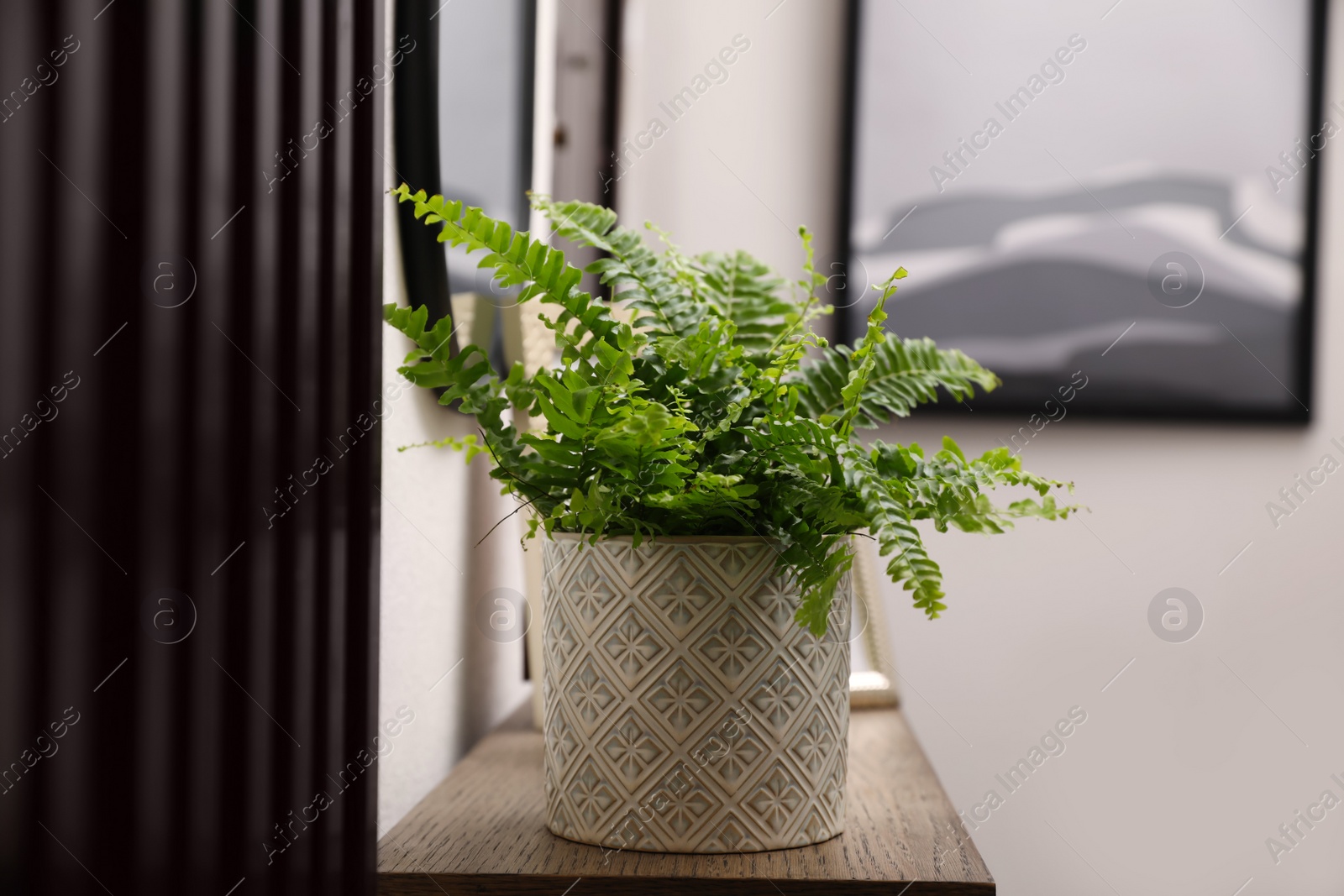 Photo of Beautiful fresh potted fern on table in hallway