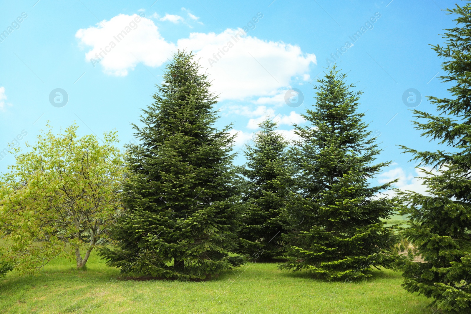 Photo of Beautiful fir trees growing in the garden on sunny day