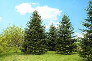 Photo of Beautiful fir trees growing in the garden on sunny day
