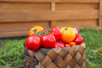 Basket with fresh tomatoes on green grass outdoors