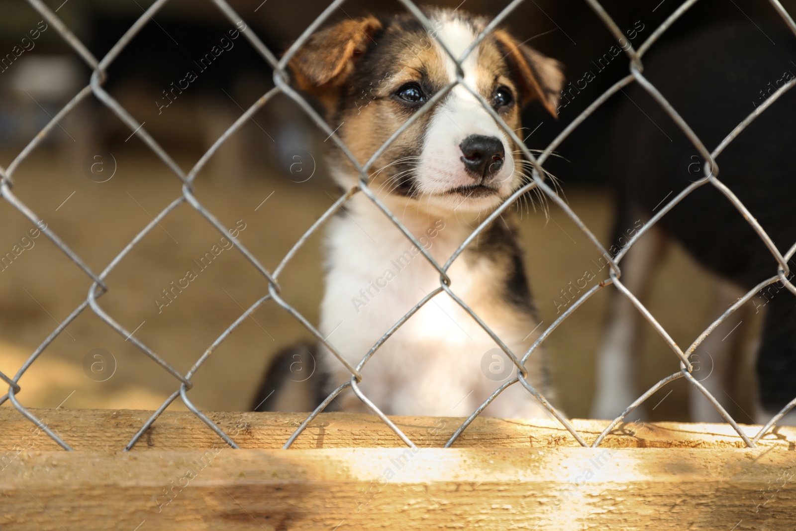 Photo of Cage with homeless dog in animal shelter. Concept of volunteering