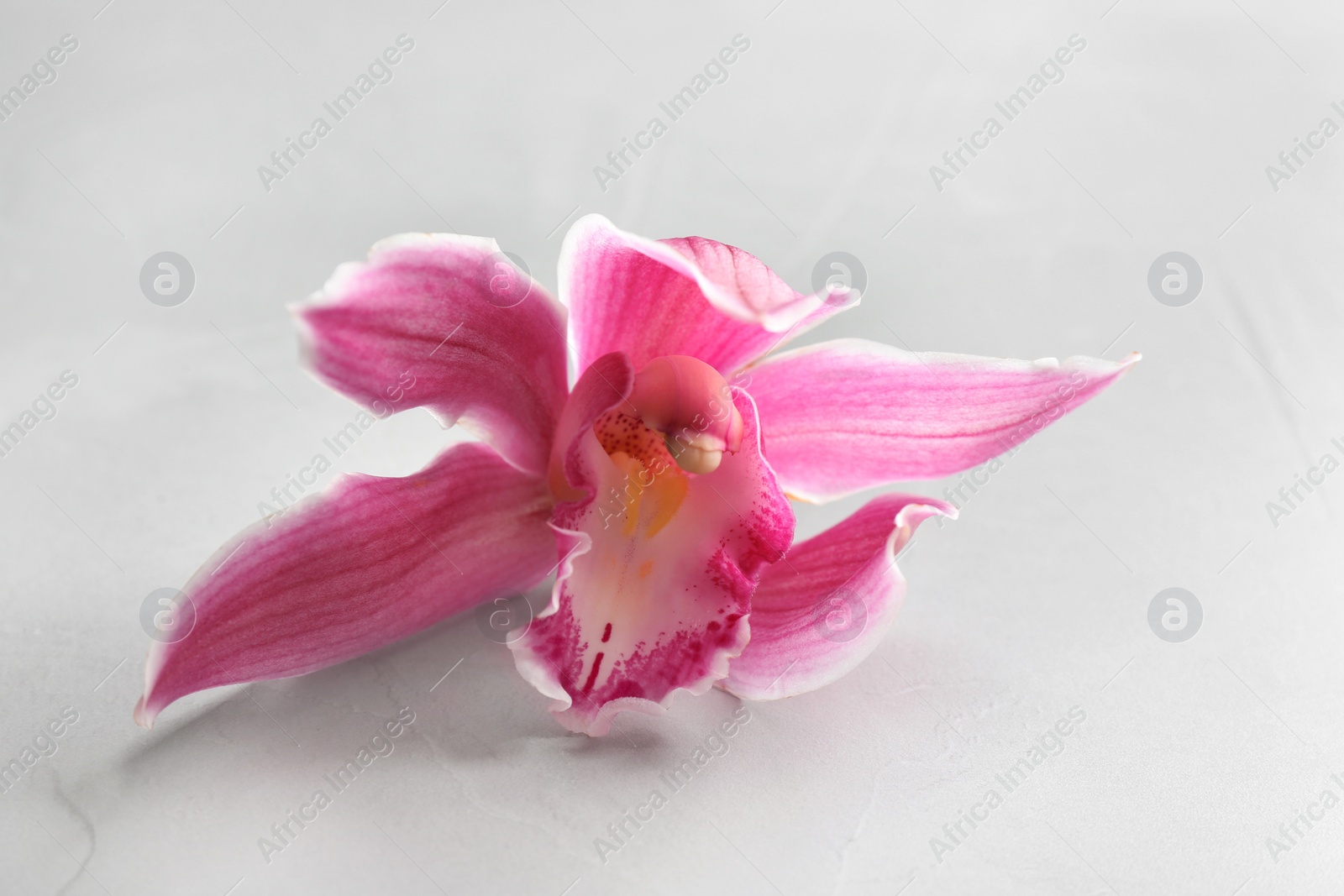 Photo of Beautiful tropical orchid flower on grey background, closeup