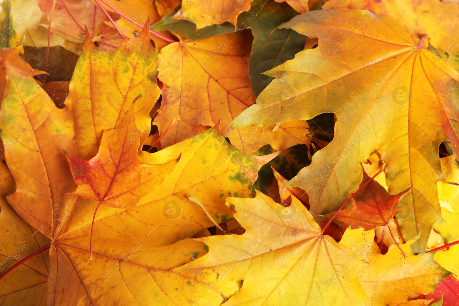 Photo of Beautiful golden autumn leaves as background, top view